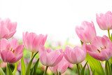 Tulipes parfaites au printemps