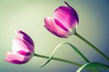  Duo  -  Tulipe  et  rose