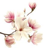 Magnolia fier – Blancheur et classe