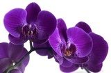 Simplicité et charme - Orchidée