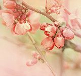 Fruits de printemps. Motif rose