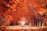 Allée d'automne sous les feuilles dorées