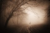 Cerf solitaire dans forêt brumeuse