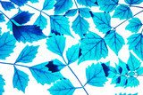 Conceptions bleues des feuilles