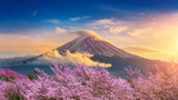Coucher de soleil sur mont Fuji fleuri