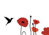Danse légère du colibri parmi les coquelicots