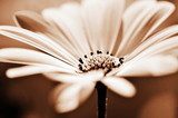 Douceur florale en nuances sépia