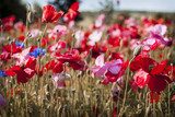 Éclat champêtre au printemps