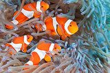 Éclat des poissons clown dans l'océan