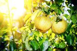 Éclat doré sous les feuilles fruitières