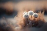 Éclat doux de la nature au crépuscule