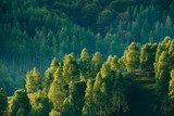 Éclat matinal sur collines boisées