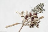 Éclat naturel d’un papillon sur brindille