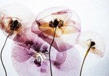 Éclat pastel en transparence