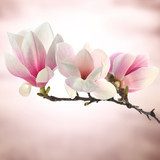 Éclat printanier en magnolia