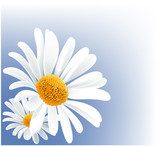 Éclat printanier en marguerites