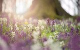 Éclat printanier en pleine nature