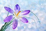 Éclat printanier en violet délicat