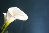 Éclat pur sous lumière douce