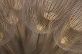 Éclats de douceur naturelle