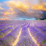 Éclats de lavande au coucher du soleil
