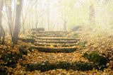 Escalier naturel en lumière douce d'automne