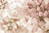 Explosion pastel en floraison