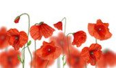 Explosions rouges en liberté