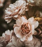Fleurs délicates aux tons doux