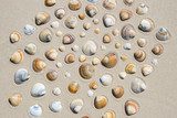 Harmonie naturelle des coquillages