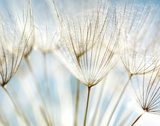 Légèreté délicate des graines de pissenlit