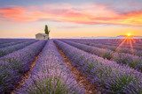 Lever de soleil sur lavandes infinies