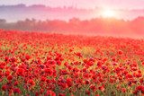 Lueur douce sur un champ de coquelicots