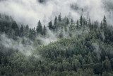 Lueurs brumeuses sur conifères