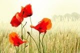Lumière de printemps sur coquelicots