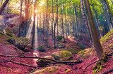 Lumière dorée en sous-bois