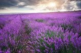 Lumière douce sur champs violets