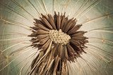 Nature en détails séchés
