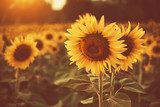 Rayon de soleil sur tournesols dorés