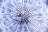 Rayonnement d'une graine délicate