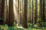 Rayons de soleil dans une forêt majestueuse