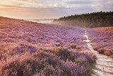 Sentier de bruyère au petit matin