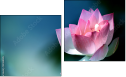 Diptych