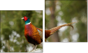 Diptych