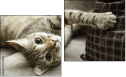 Diptych