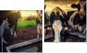 Diptych