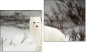 Diptych