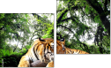 Diptych