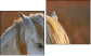 Diptych