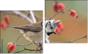 Diptych